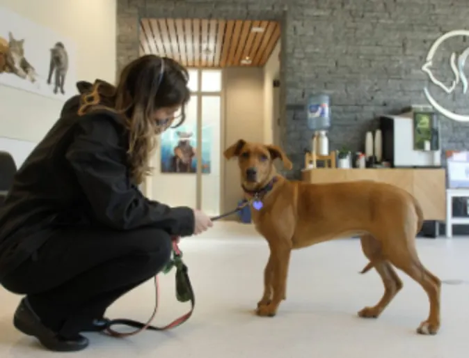 A Mountainside employee coaxing a shy dog into the clinic